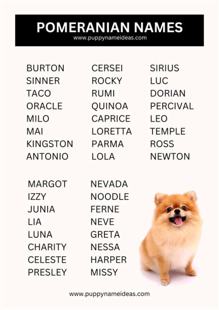 100+ Cute Pomeranian Dog Names With Meanings