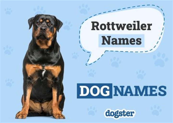220+ Rottweiler Dog Names: The Ultimate List