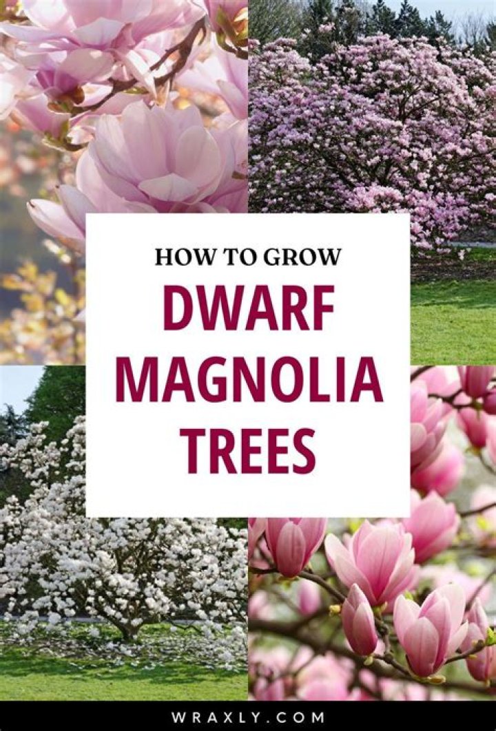 Amanda Milius Wikipedia: Everything To Know About The Director