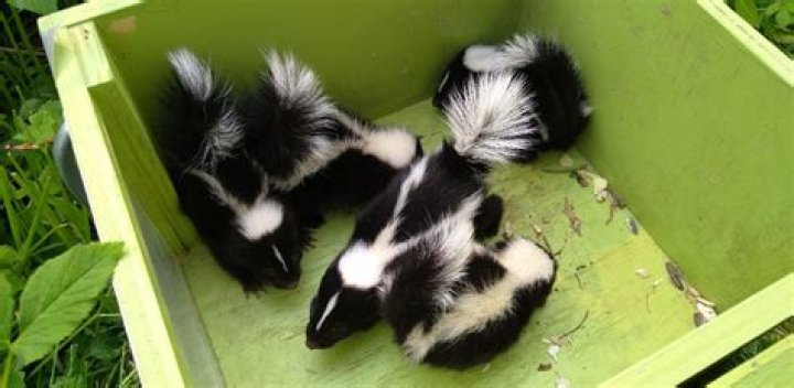 Are skunks harmful to humans