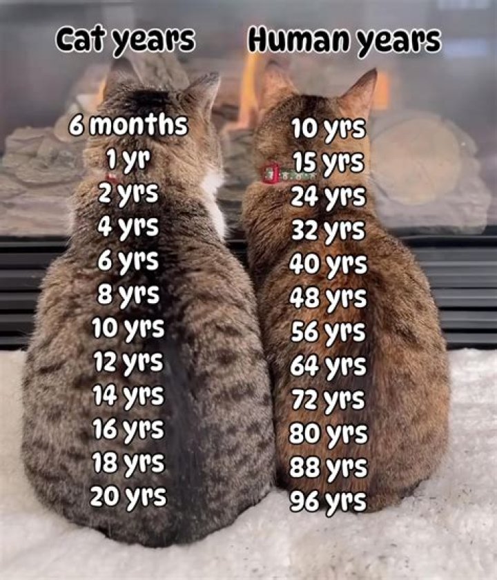 Brian Tovar Age: How Old Is He?