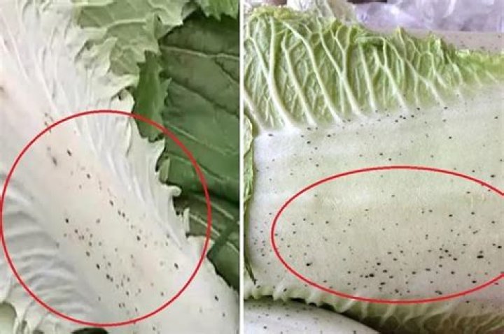 Can you eat cabbage with black spots