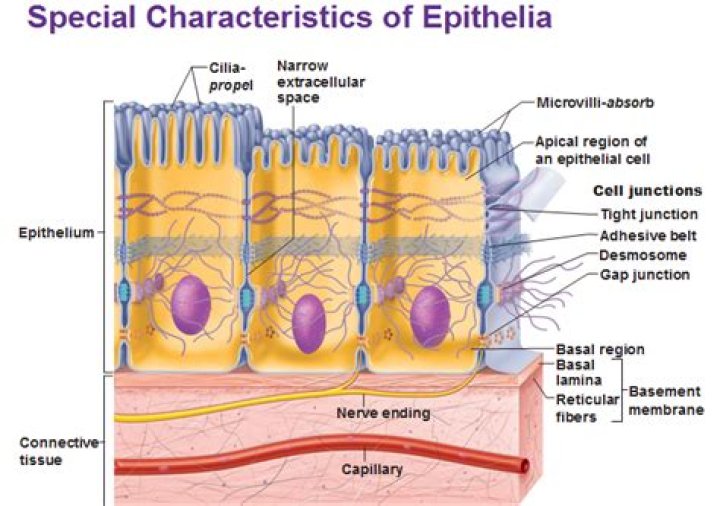 Characteristics of epithelia include all of the following except