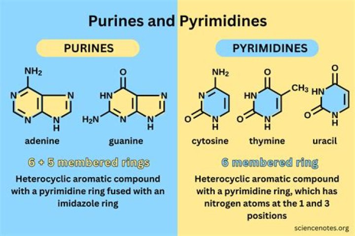 Difference between purine and pyrimidine