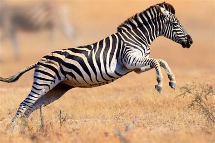 How fast can a zebra run