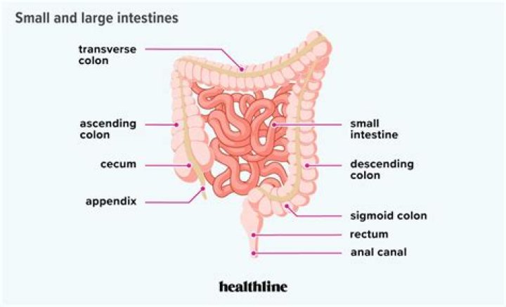 How long is the small and large intestine