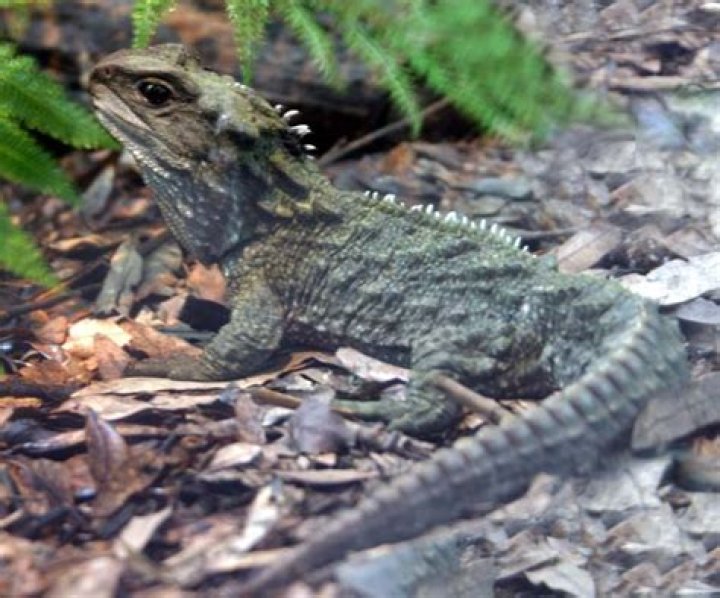 How many tuataras are left