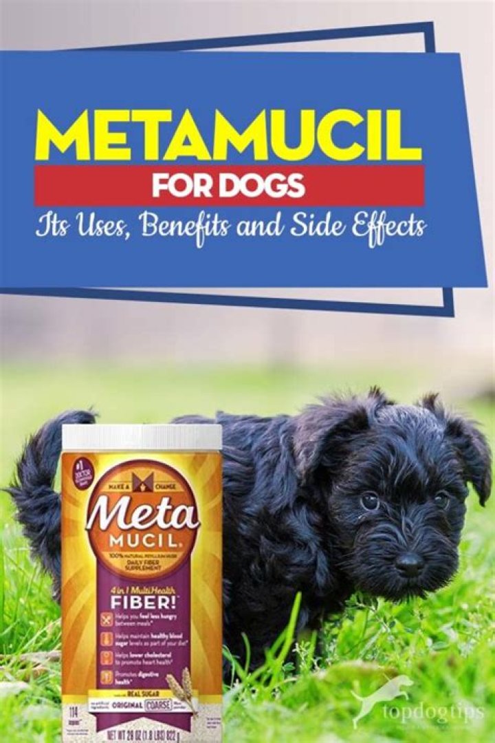 How much metamucil for dogs