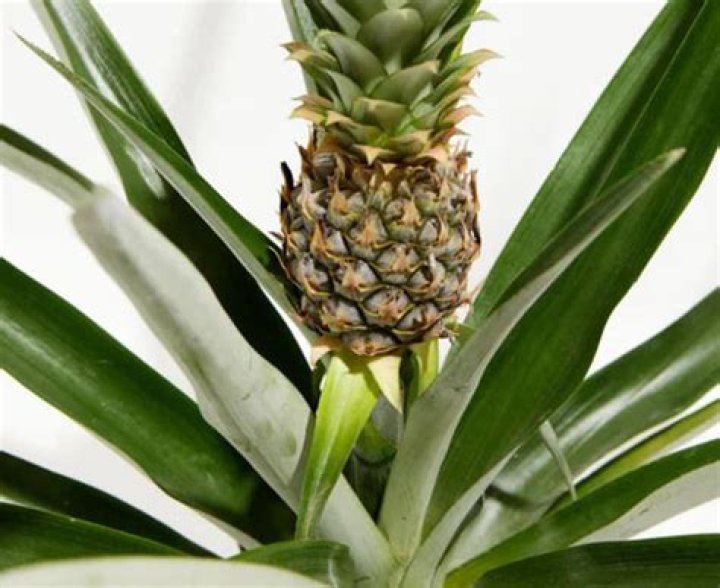How often to water pineapple plant