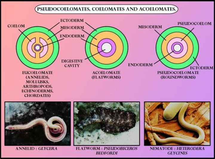 How pseudocoelom is formed