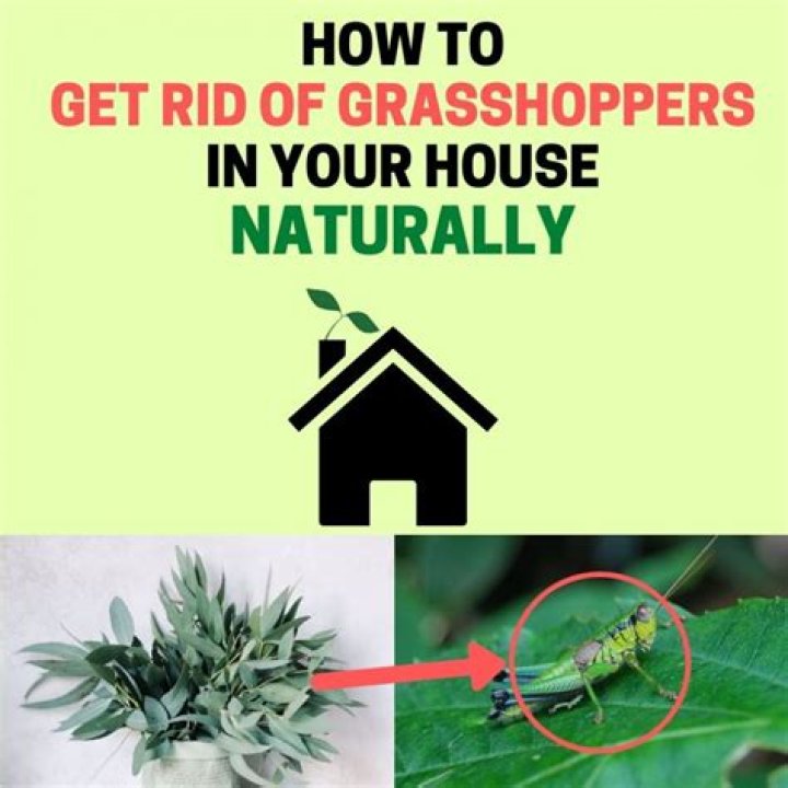 How to get rid of grasshoppers in house