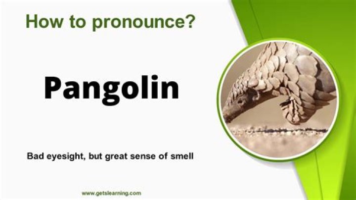 How to pronounce pangolin