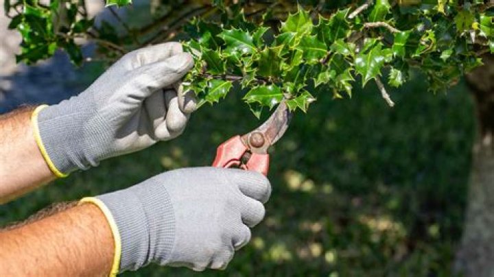 How to remove holly bushes
