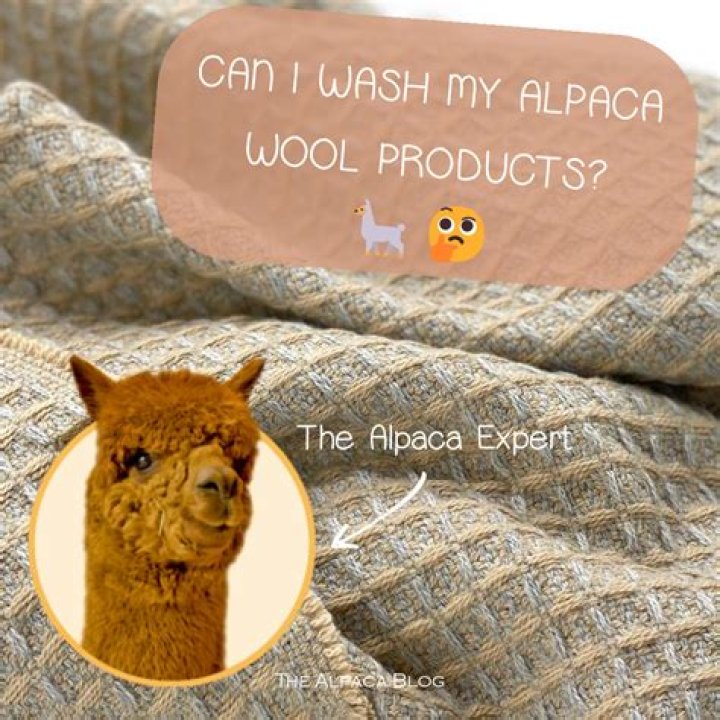 How to wash alpaca blanket