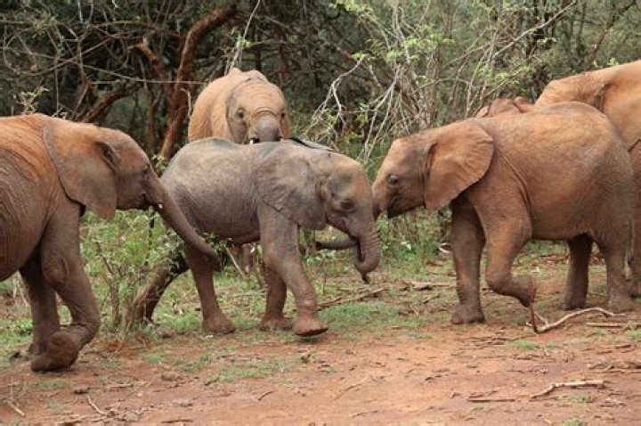 Namunyak Wildlife Conservation Trust