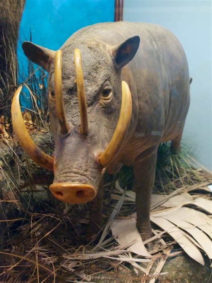 What are tushes on a pig