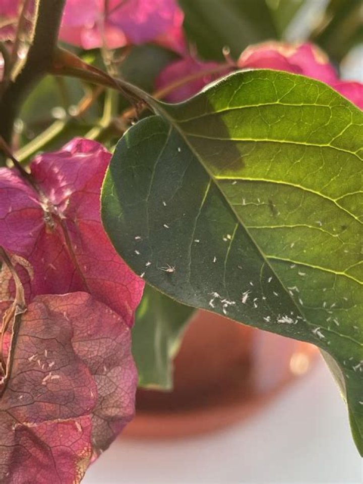 What causes white spots on bougainvillea leaves