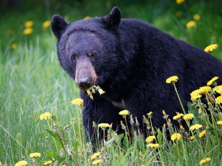 What eats black bears