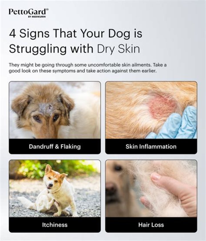 What helps dogs dry skin