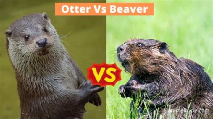 What is the difference between an otter and a beaver