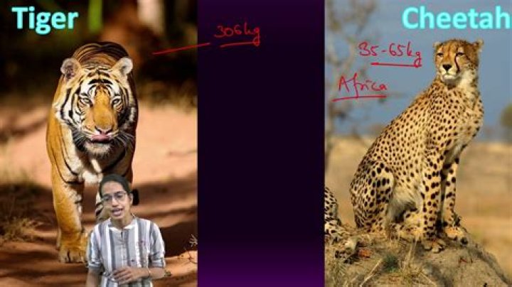 What is the Difference Between Cheetah and Tiger