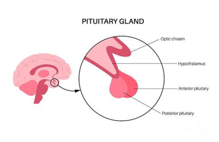 What is the Difference Between Pituitary and Pineal Gland