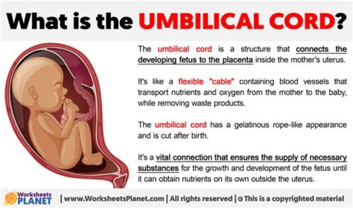 What is the function of the umbilical cord