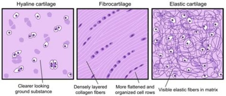 What is the matrix composed of in elastic cartilage