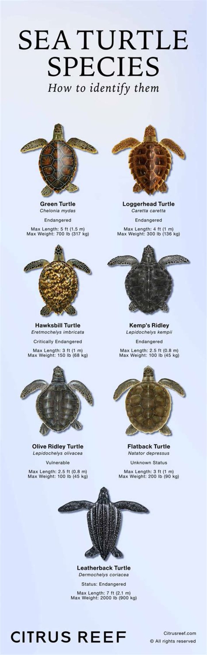 What sea turtles shell is mostly black or brownish with swirls of olive and gold