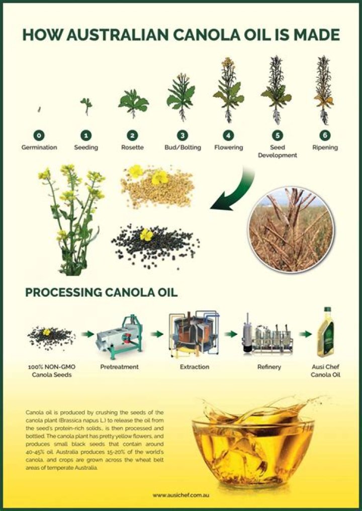 Whats wrong with canola oil