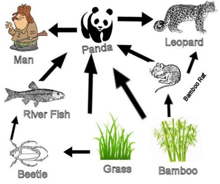 Where is the giant panda in the food chain
