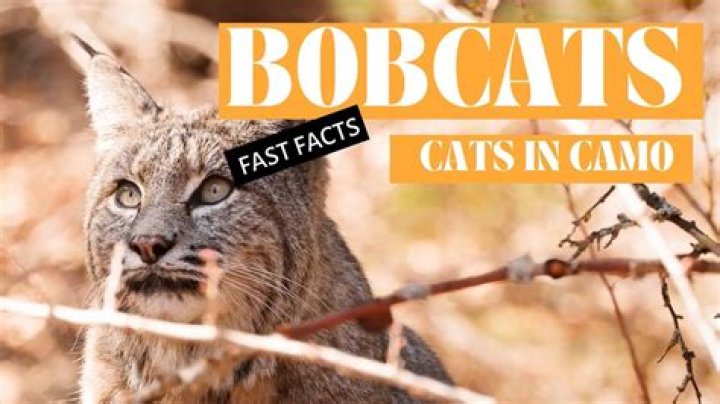 Who Is Sam Wiglusz? 5 Fast Facts About Ohio Bobcats Wide Receiver